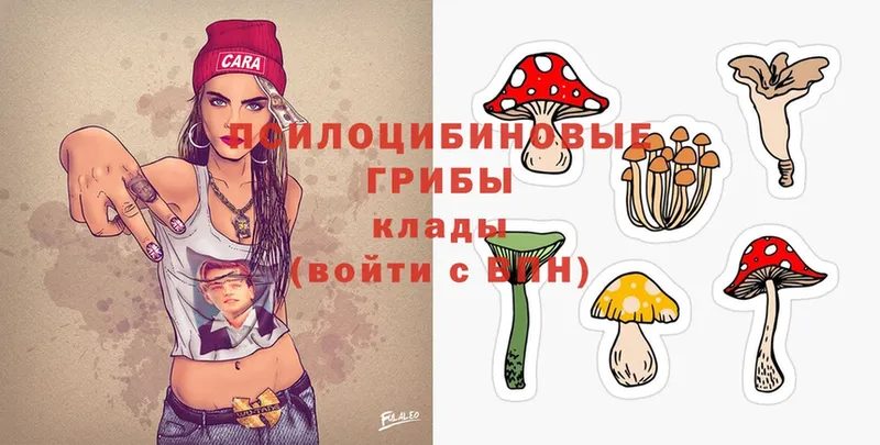 Галлюциногенные грибы Psilocybine cubensis  Волхов 